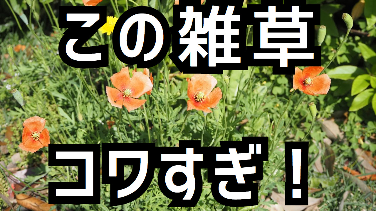オレンジ色のかわいい花の雑草「ナガミノヒナゲシ」3つの怖い特徴
